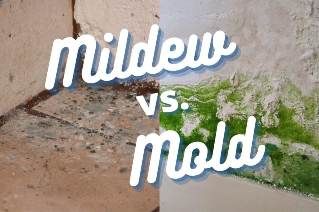 What Is the Difference Between Mold and Mildew?